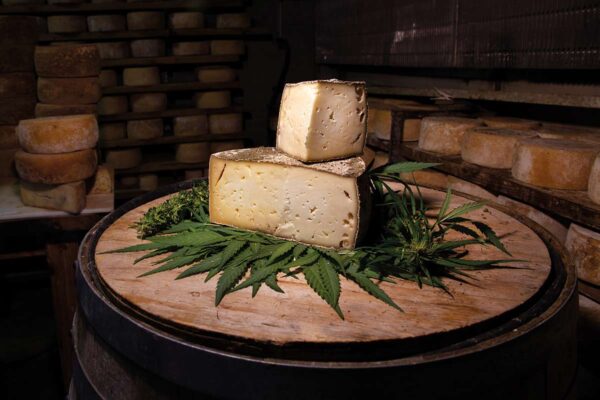 Mezza forma di formaggio di pecora su botte con foglie di canapa legale